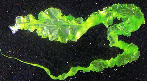  Ulva linza   (Green String Lettuce)